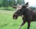 images/Schweden/Schweden 2012/IMG_0751.jpg